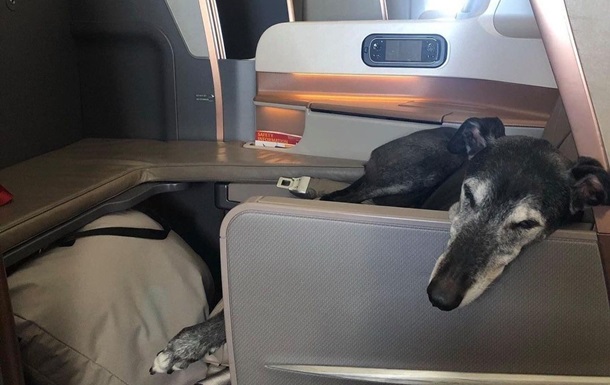 Собака облетів півсвіту у бізнес-класі літака