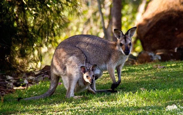 В Австралии двух подростков будут судить за убийство 14 кенгуру