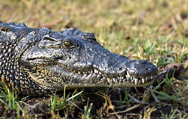 В Індонезії крокодил розтерзав дитину на очах друзів
