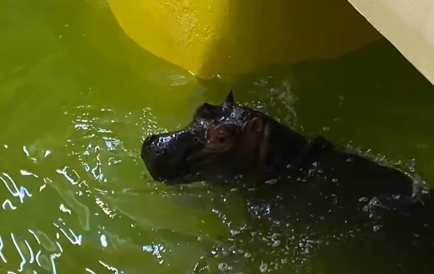 В зоопарке Одессы появился бегемот впервые за 40 лет