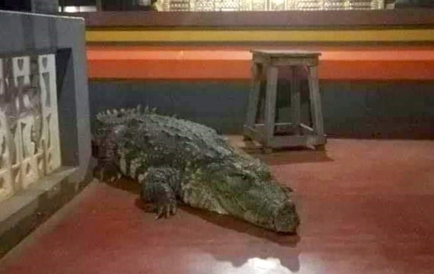 В індійському храмі живе крокодил-вегетаріанець