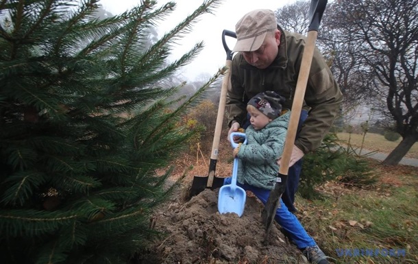 За день в Україні висадили 3,8 млн. дерев