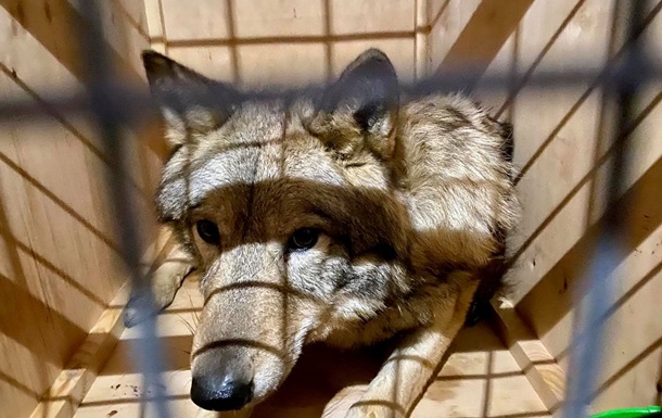 З України в Непал намагалися вивезти вовків під виглядом собак