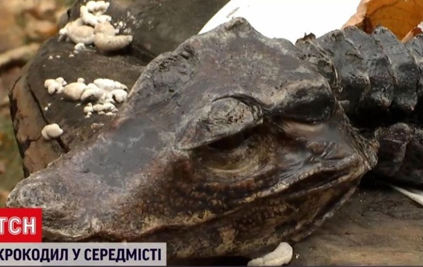 Киевлянка обнаружила на клумбе крокодила