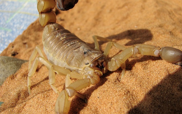 У Єгипті курортне місто заполонили скорпіони: є жертви