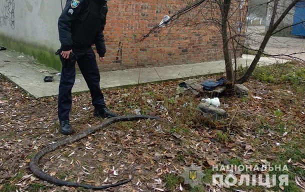 A resident of Shostka found a python on the street