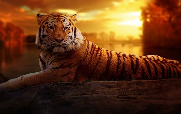Год Водяного Тигра: особенности покровителя 2022 года