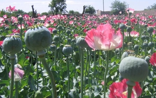Афганістан збільшив виробництво опіуму – ООН
