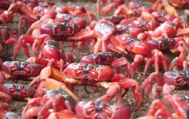 Острів Різдва заповнили мільйони червоних крабів