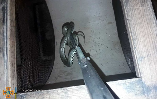Жителі Дніпра виявили у своєму будинку метрову змію