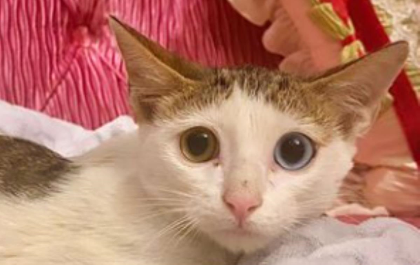 Бездомне кошеня вижило в клітці з хижаками і потрапило до рук принцеси