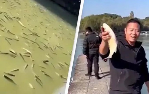 В Китае тысячи  пьяных  рыб всплыли в озере