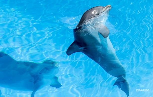 У Росії порушили справу через перевезення дельфіна в Україну