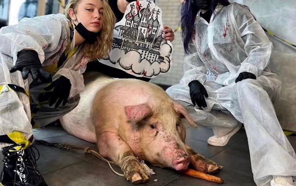 Салон у Києві потрапив у скандал через спробу зробити тату на свині