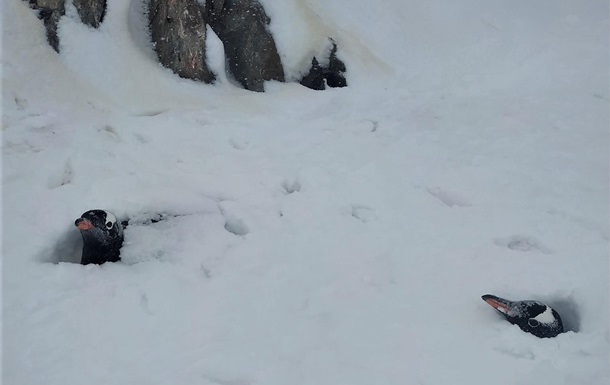 На українській полярній станції випало понад два метри снігу