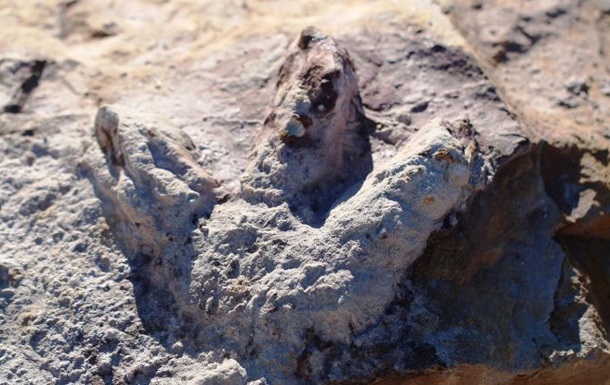 У Польщі знайшли сотні відбитків лап динозаврів