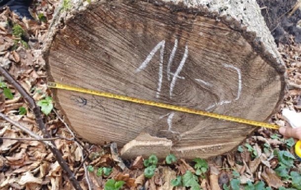 На Закарпатті працівники лісництва незаконно зрубали дерев на 5 млн грн