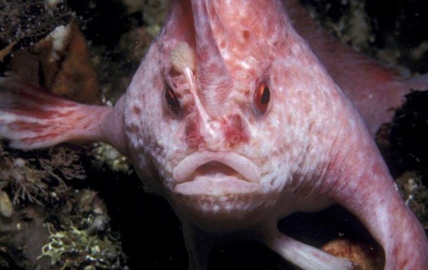 В Австралії виявили рідкісну рожеву рибу з  руками 