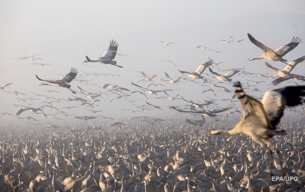 В Ізраїлі внаслідок спалаху пташиного грипу загинули тисячі журавлів