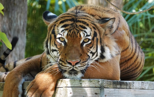 У зоопарку США вбили рідкісного тигра, який напав на людину