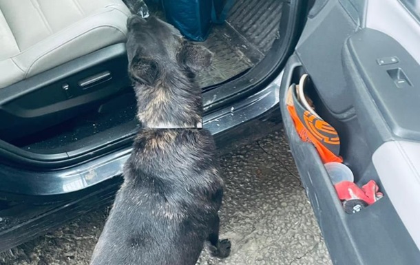 Собака прикордонників знайшов десятки набоїв в авто