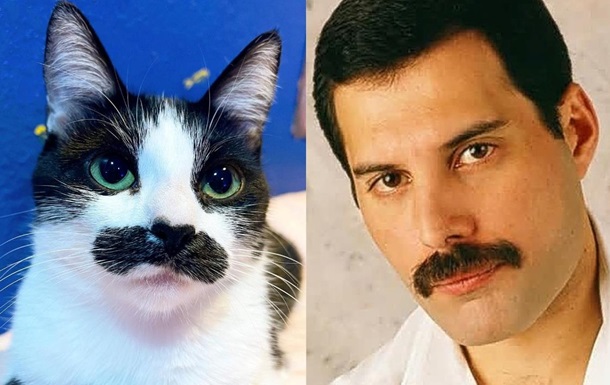 Кішка з вусами Фредді Мерк юрі популярна в мережі