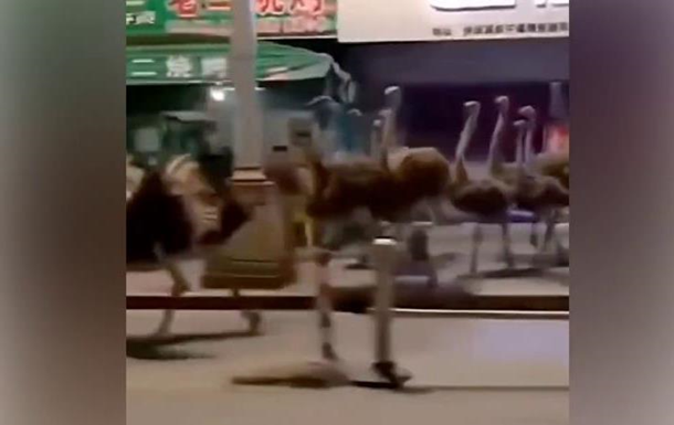 У Китаї страуси-втікачі влаштували  забіг 