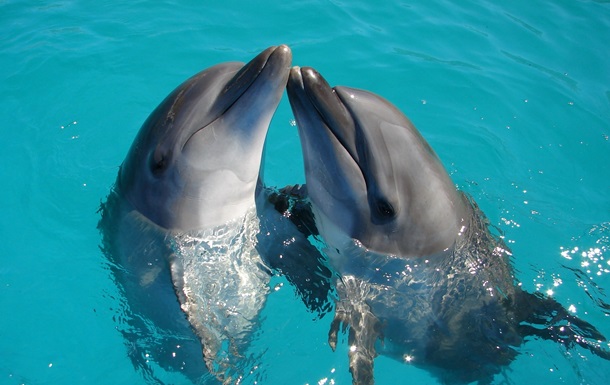 Вчені з`ясували, де у самок дельфінів клітор