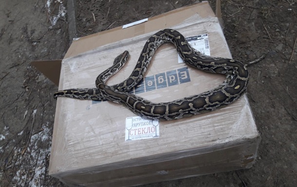 In Chernivtsi, a dead python was found on the street