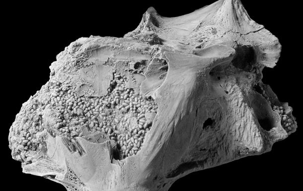 Вчені знайшли череп викопної риби, набитий фекаліями