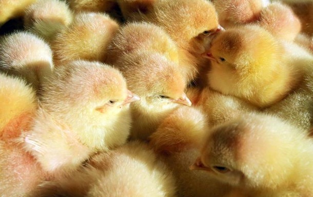 У Франції заборонили знищення курчат-самців