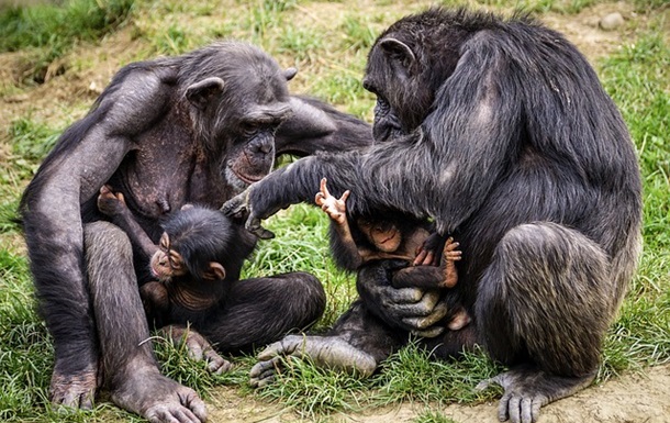 Вчені виявили ознаки емпатії у шимпанзе