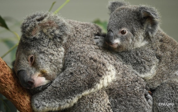 Вид, що зникає. Австралія вирішила берегти коал