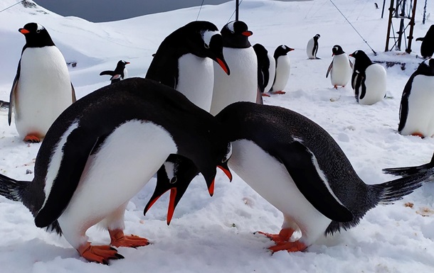 Полярники показали фото  закоханих  пінгвінів