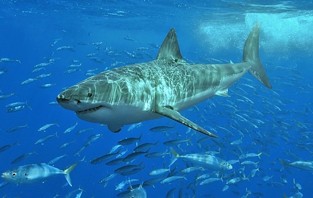 У Сіднеї акула вбила людину вперше за 60 років