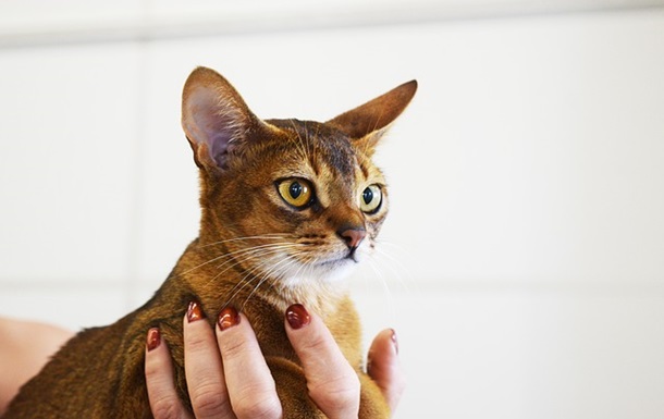 Навіть кішки невиїзні: тваринам із РФ заборонили брати участь у виставках