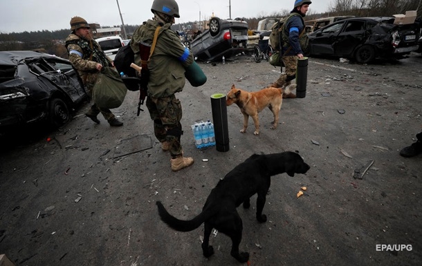 В Бородянке в приюте нашли мертвыми 300 собак