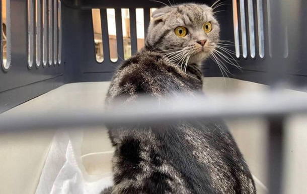 В Ірпені кіт прожив два місяці без їжі та води