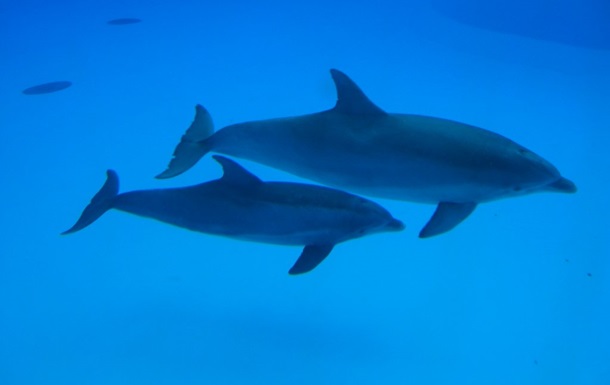 Россия разместила боевых дельфинов в Черном море - СМИ