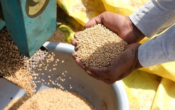 Урожай пшениці в Індії під загрозою через спеку