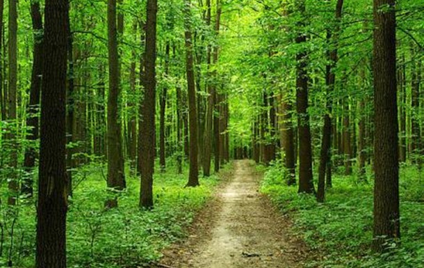 Збережено 776 тисяч гектарів лісів та природно-заповідного фонду