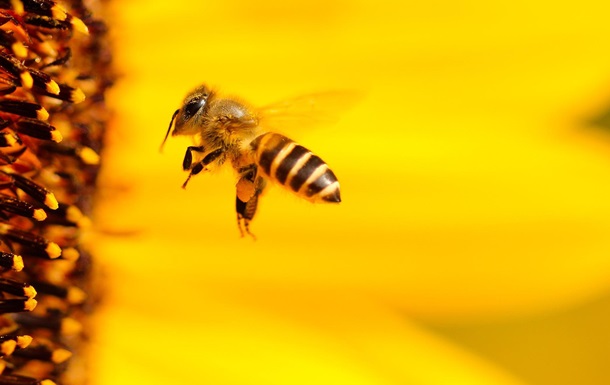 Стало известно, что пчелы могут различать четные и нечетные числа