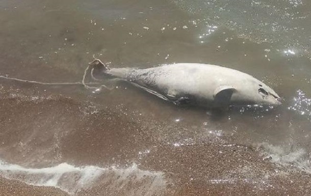 В Азовському морі біля Маріуполя зафіксовано мор дельфінів