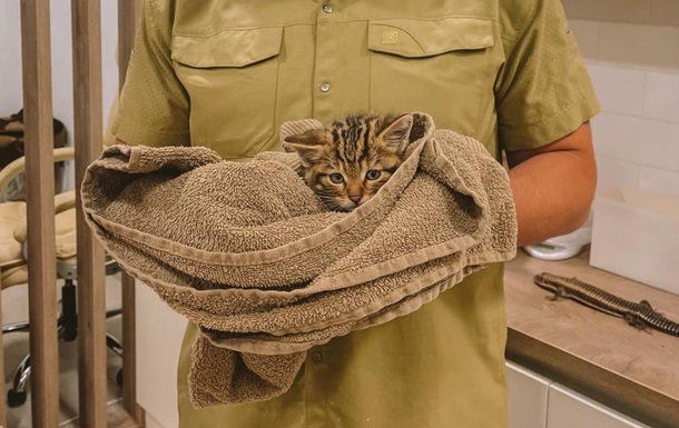 Rare forest kittens rescued in Odessa region