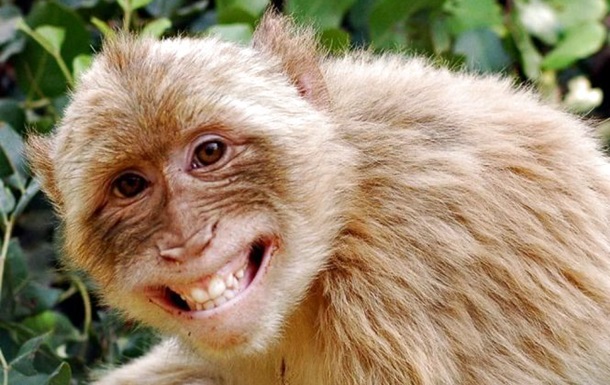 У Грузії зафіксували перший випадок віспи мавп