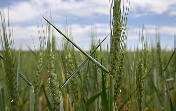 ДНК-тести можуть допомогти запобігти продажу вкраденого РФ в Україні зерна