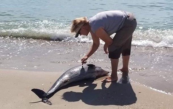 В Одесской области нашли погибших дельфинов