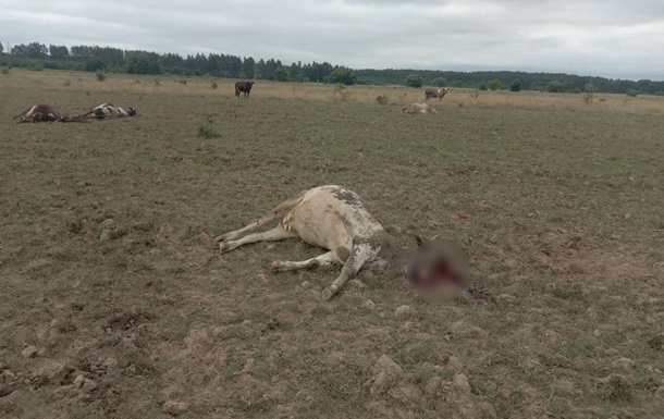 Оккупанты убили Градами стадо коров