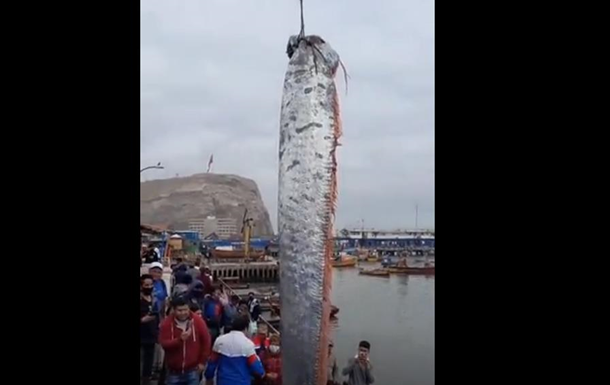 В Чили рыбаки выловили гигантского сельдяного короля - СМИ