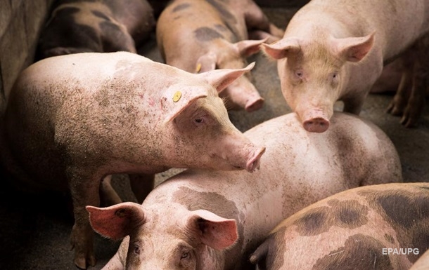 Французские ученые восстановили клетки мертвых свиней
